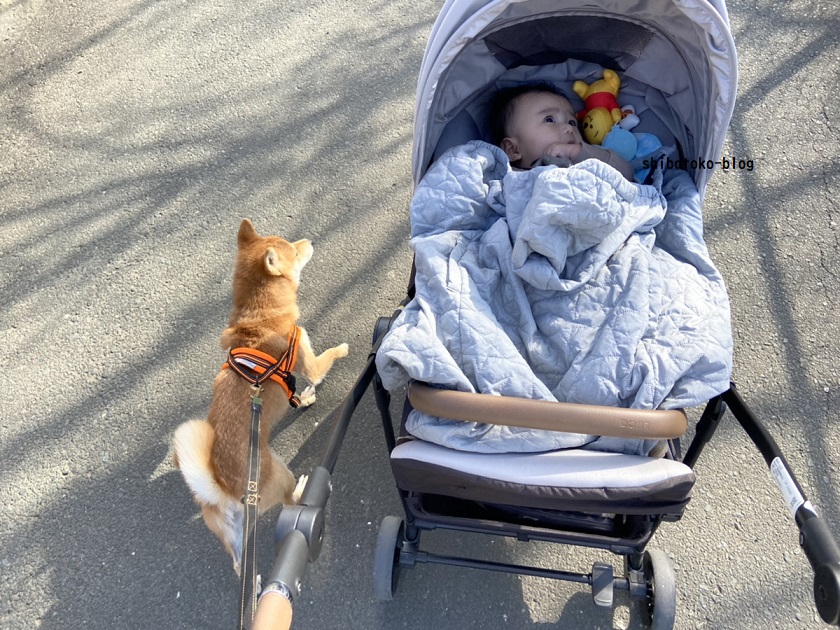 赤ちゃん オファー 抱っこ紐 犬の散歩